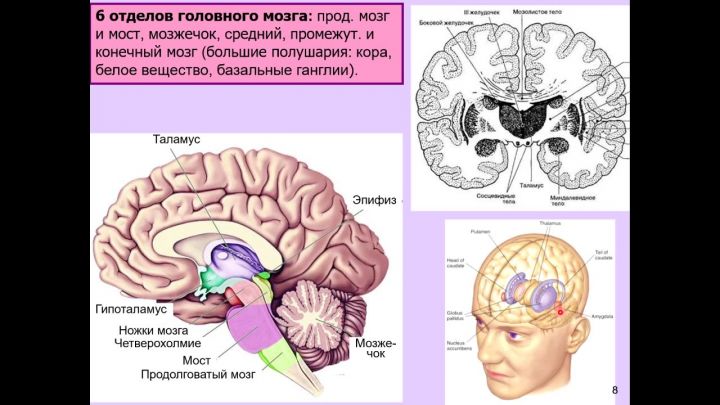 Мгу мозг. Химия мозга. Лекции по мозгу. Лекция о мозге. Рептильный мозг лимбический мозг и неокортекс.